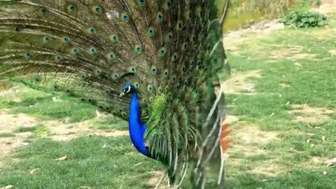 ❤️❤️❤️ MOST BEAUTIFUL PEACOCKS ON THE PLANET❤️❤️❤️ PEACOCK FLYING AND DANCING !!!!