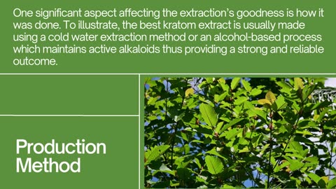 Ways to Identify High-Quality Kratom Extracts