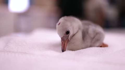 Fort Worth Zoo celebrates hatching of 17 flamingo chicks