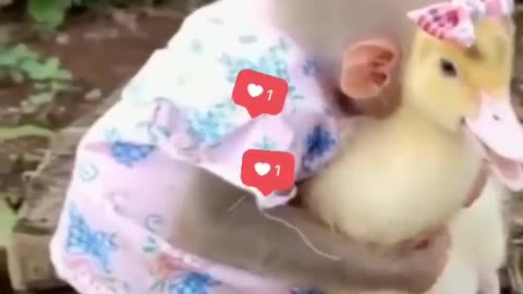 Monkey and duck's sweet friendship #shorts #viral #shortsvideo #video