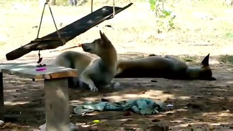 Dog Pranked with Lion and Tiger... Oh My