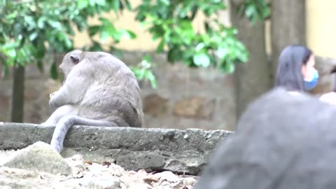 Monkeys Being Familiar With Living Beside Human Society 13 | Viral Monkey