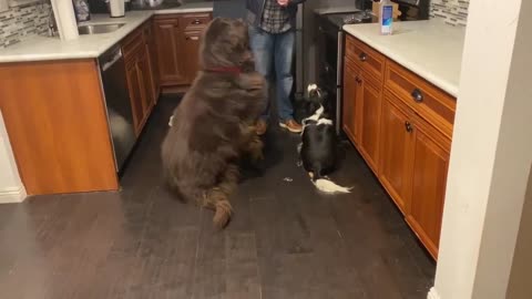 Giant Newfoundland and cute Cavalier gets treat.