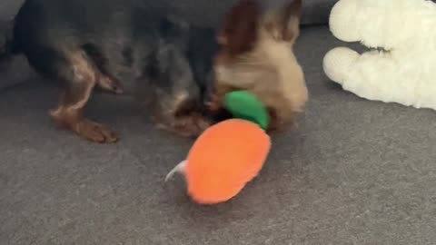 Yorkie Plays With Toy