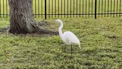 Beautiful white egret bird 🦢