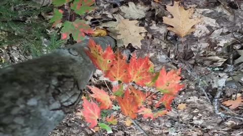 Fall Foliage