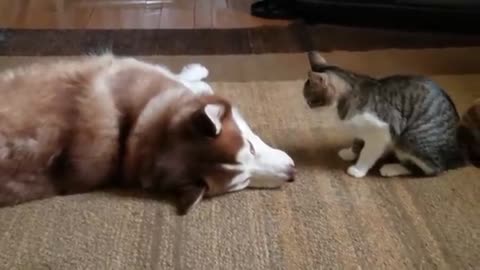 Husky gets bully