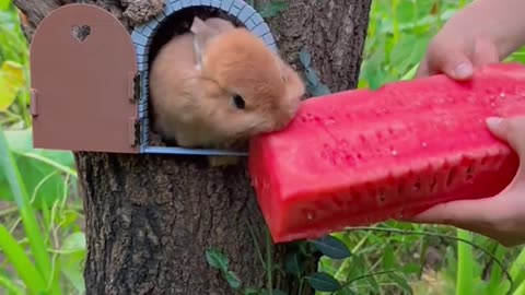 bunny taste watermelon 🍉