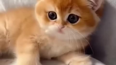 Cute Cats