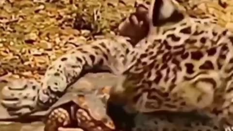 Awesome video of tiger trying to eat turtle.