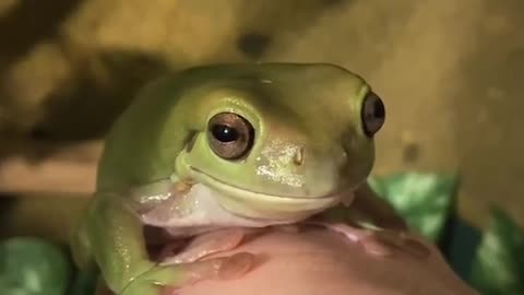 froggo noms