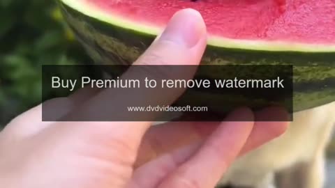 funny water mellon