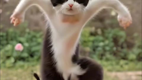 Cat dance funny