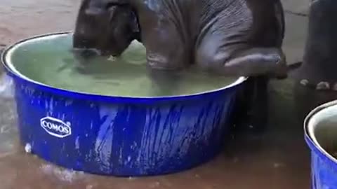 Cute Baby Elephant taking a Bath #shorts