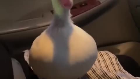 The most expensive & cutest duck in the world