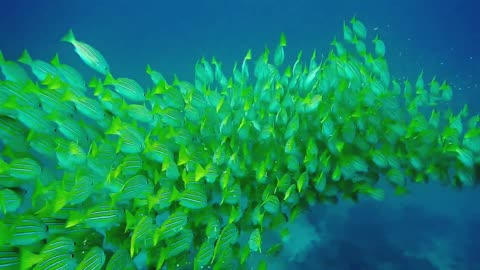 The most beautiful coral reefs and undersea creature on earth