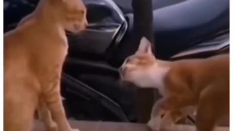 cats are wants love ll Funny cats compilation