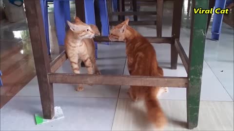 Cats Fighting and Meowing - Viral Cat