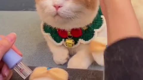 Cute🥰#cat #cats #catsoftiktok #kittycat #kitty #kitten #fyp #foryou #cute #kittensoftiktok