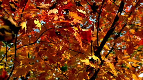 Autumn leaves fall in slow-motion.