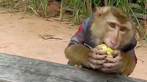 Funny monkey and chicken