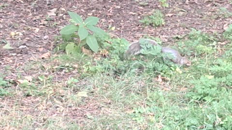 A cute squirrel looking to bury an acorn, so darn cute!!