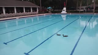 Ducks Swimming In The Pool