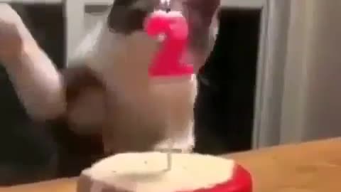 Birthday Cat