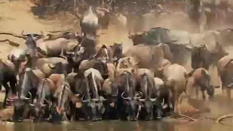 Wild animal in group