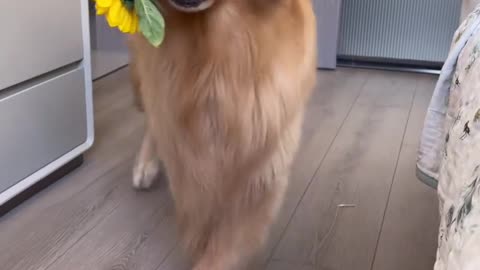 Smart Lovely Doggo