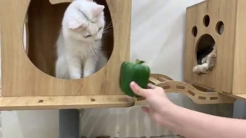 Cat vs Bell Pepper, Hilarious Reaction! 😹🌶️