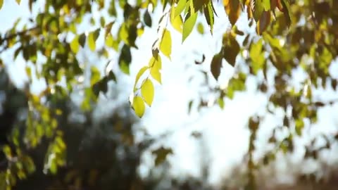 Unlocking the Enchantment: The Secret Language of Nightingale Bird Singing