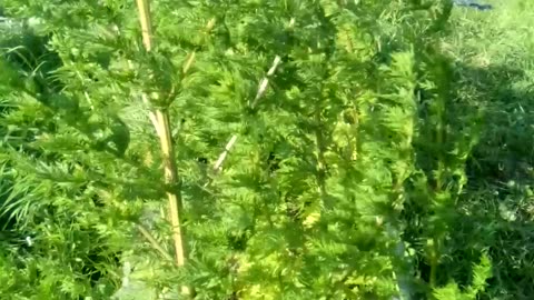 Artemisia annua, harvest. final cut down. 🌲