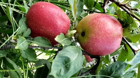 Paula red Apple in August 2024 #appleorchard