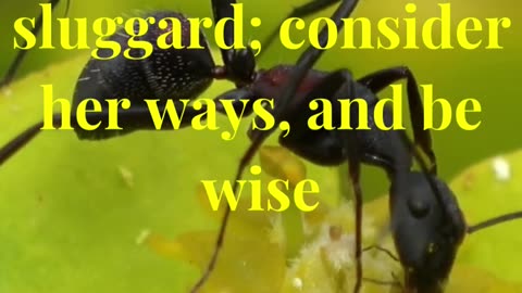 Go to the ant, thou sluggard; consider her ways, and be wise