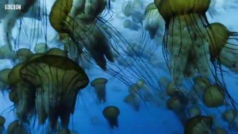 The Deadly Portuguese Man O' War | Blue Planet II | BBC Earth