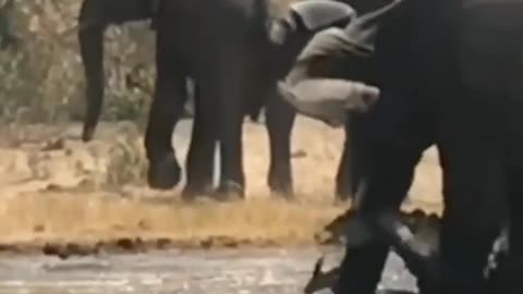 Veja o que o Elefante fez, você não vai acreditar!