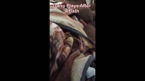 DaisyMay After a Bath! - Great Country Music 2023 - #Rumblevideos