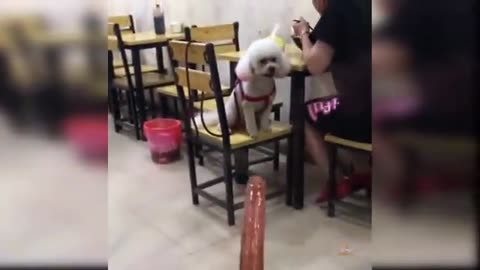 Baby Dog _ cute and funny_ videos competition