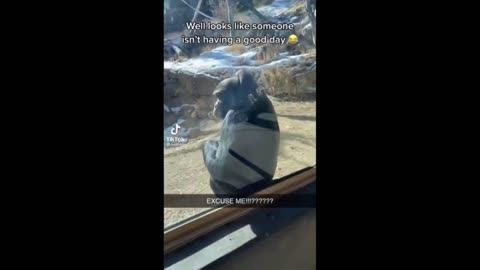 Funny Animals: Gorilla's Best Reaction to a Bad Day at the Zoo