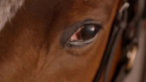 Racehorse Eye Closeup Close up