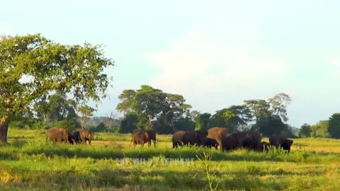 The elephants are not violent when they are in a group