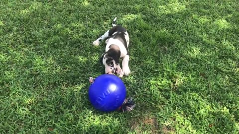 Great Dane puppy loves playing with these toys