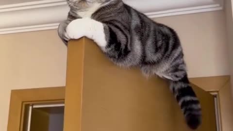 Funny Cat videos