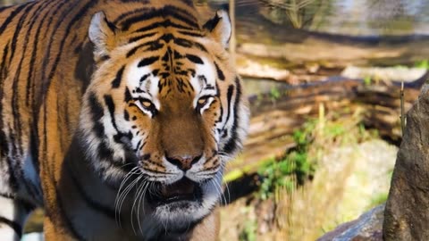 Tiger in a Forest