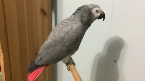 African grey dance