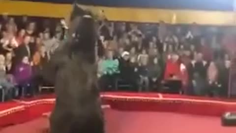 Bear finally gets fed up with the circus act...