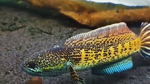 This awesome fish can amaze your mind