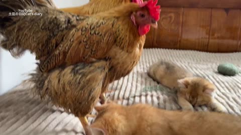 The kitten wants to eat the rooster.It_s too hard to bite_hen sleeps with the kitten.