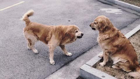 Two cute golden retrievers